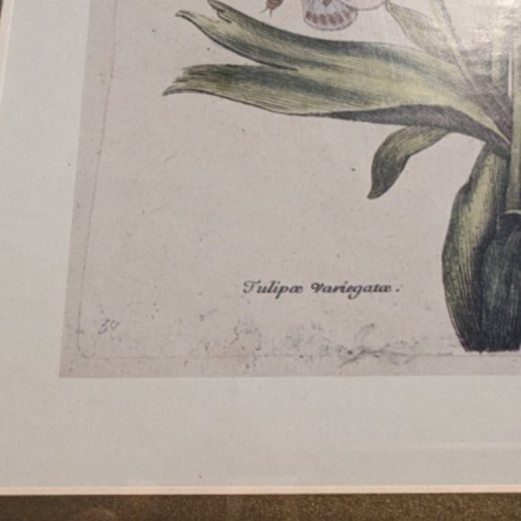 6"x9" 17th Century Nicolas Robert Original Print French Artist 1600s Antique - Picture 2 of 6